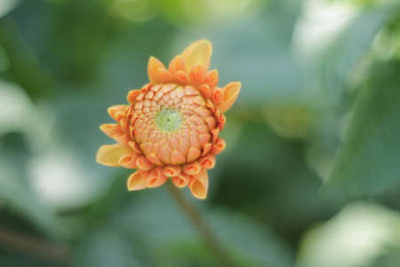 Macro photo with orange flowerの写真素材