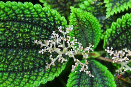 Photo with big leafs and small flowersの写真素材