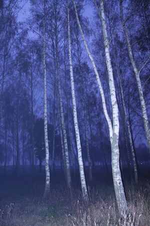 Photo with birch forest in autumn. の写真素材