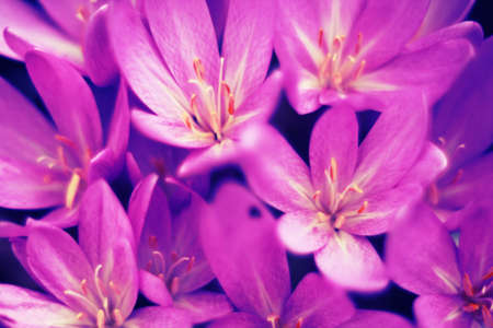 Closeup photo with liilac soft crocusの写真素材