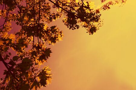 Red branch       