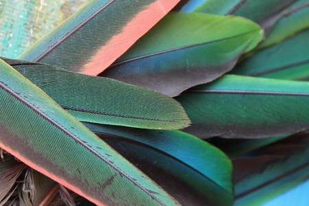 Photo with green parrot feathersの写真素材