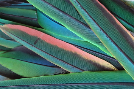 Photo with green parrot feathers Photo with green parrot feathers