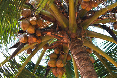 Palm