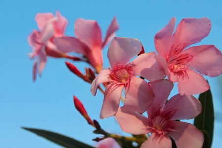 Macro photo with bright flowers