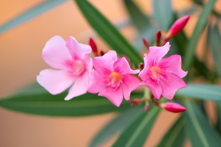 Macro photo with bright flowers