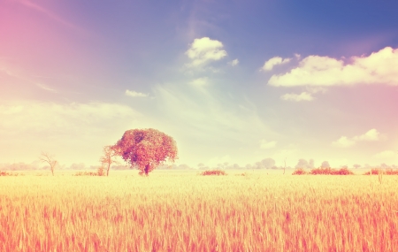 Close-up photo with wheatの写真素材