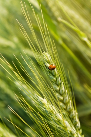 Close-up photo with wheatの写真素材