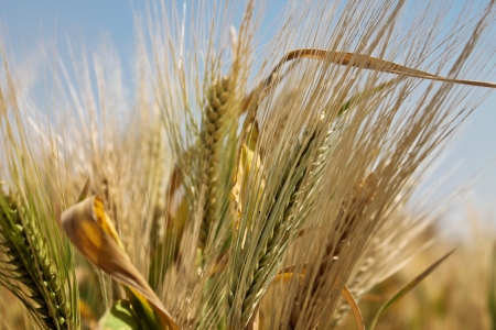 Close-up photo with wheatの写真素材