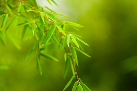 Background with green leafsの写真素材