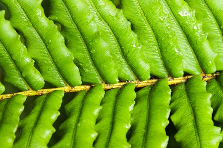 Close up photo with green fern leafs