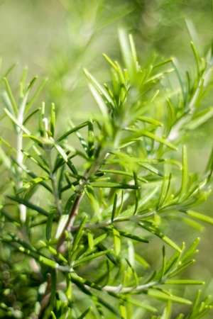 Close up photo with green herbalsの写真素材
