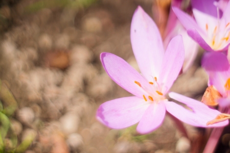 Photo with bright flowersの写真素材