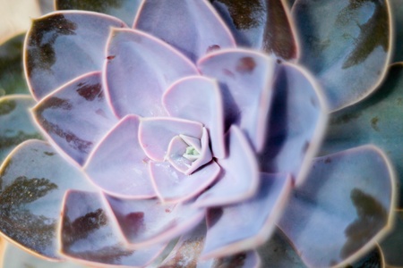 Close up photo with green cactus leafsの写真素材