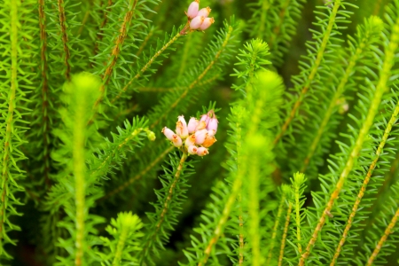 Pclose up photo with Erica terminalis flowers