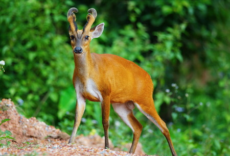  barking deerの写真素材