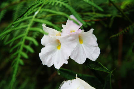 natural flowersの写真素材