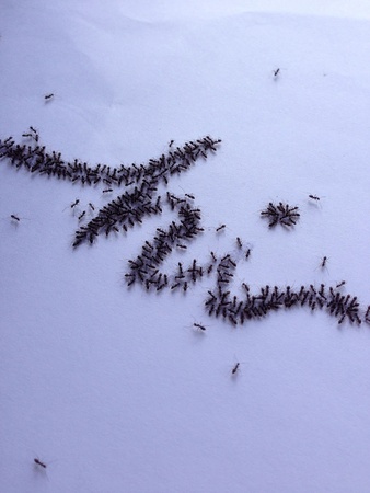 Hi: typography created by ants. の素材