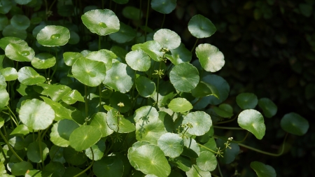 Thai Herb  Centella Asiaticaの素材