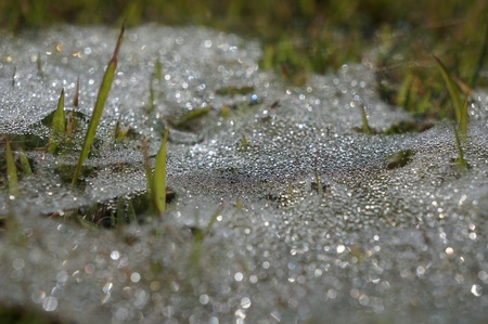 Dew drops on grass in new year morning. の素材
