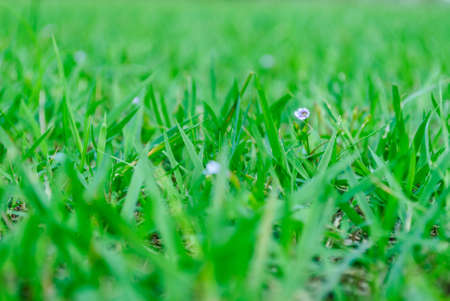 The small flowers in the Parkの写真素材