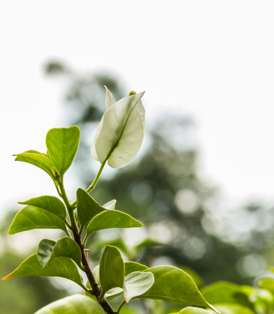white bougainvilleasの写真素材