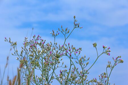 Flowers that occur naturally. Spring flowers in a meadow.の写真素材