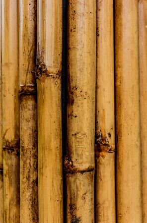 bamboo background.Choose a focal point in the center of the image.の写真素材
