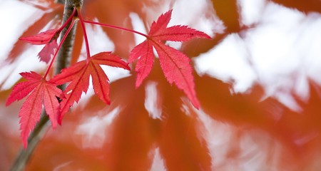 Autumnal at Japen, Mable leaves will changed from green to Red.