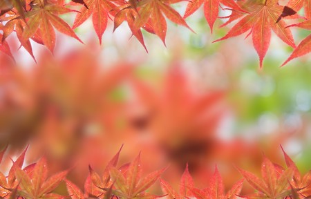 Autumnal at Japen, Mable leaves will changed from green to Red.の写真素材
