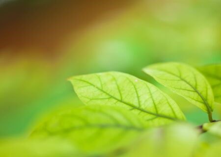 green leaves backgroundの写真素材
