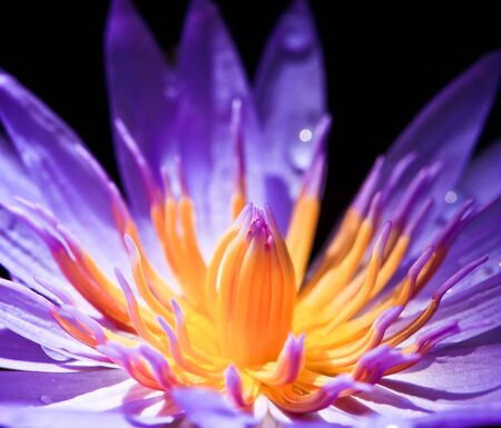 Violet Lotusの写真素材