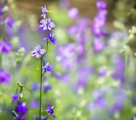 Beautful pink flowers at Northern of Thailandの写真素材