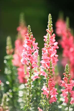 Beautful pink flowers at Northern of Thailand