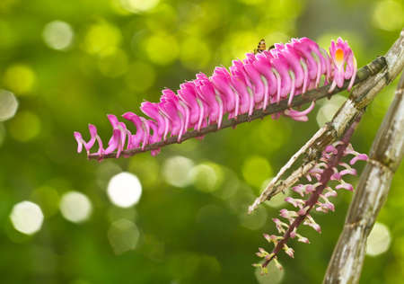 Orchid in Thailandの写真素材