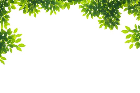 Green leave on white background