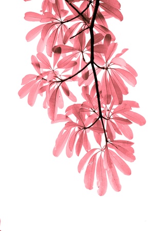 infared leave on white backgroundの写真素材 [40008319701]｜毎月1点無料（フリー）のストック ...