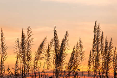 Beautiful sunset with grassの写真素材