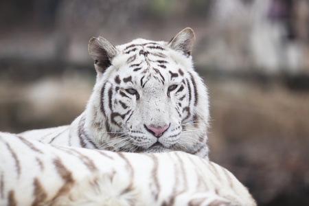 ligerの写真素材