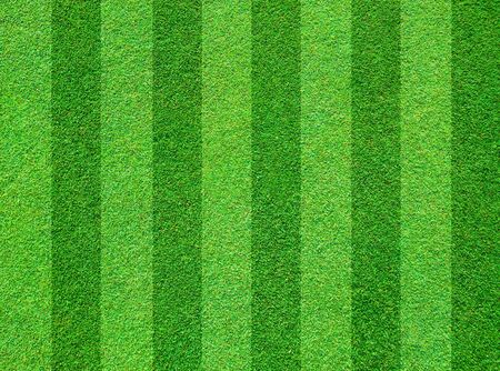 Real green grass field backgroundの写真素材