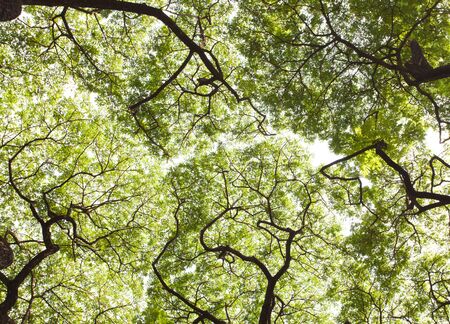 leaves with braches of treesの写真素材