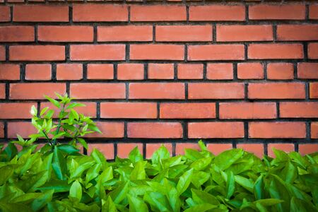 brick and leaves for your backgroundの写真素材