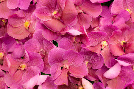 Pink orchid backgroundの写真素材