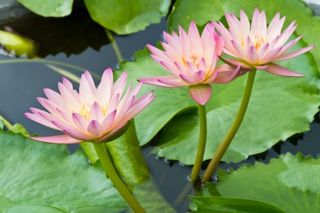 lotusの写真素材