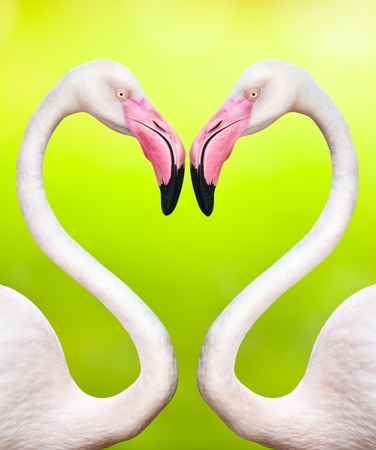 couple of flamingos make a heart shapeの写真素材