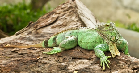 iguanaの写真素材