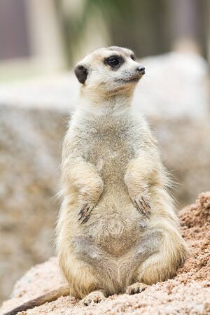Meerkatsの写真素材