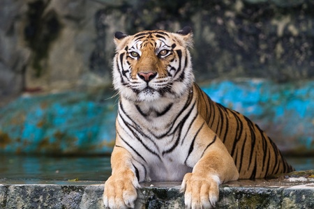 Asia Tigerの写真素材