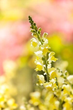 Beautiful pink flowers at Northern of Thailandの写真素材