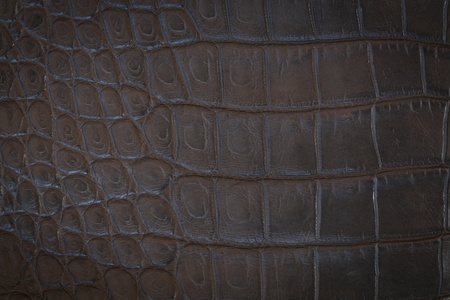 Crocodile leather texture